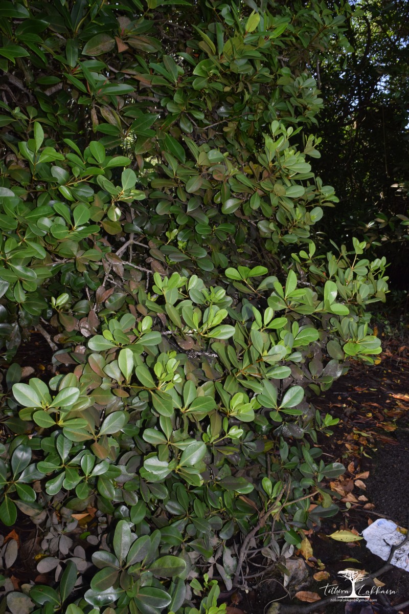 Aegiceras corniculatum (L.) Blanco